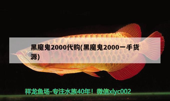 黑魔鬼2000代购(黑魔鬼2000一手货源) 观赏鱼