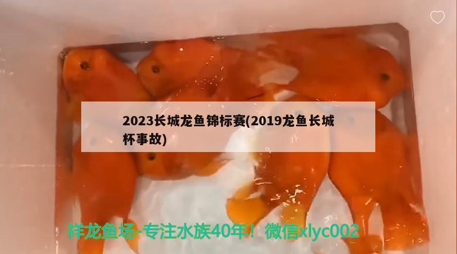 2023长城龙鱼锦标赛(2019龙鱼长城杯事故)