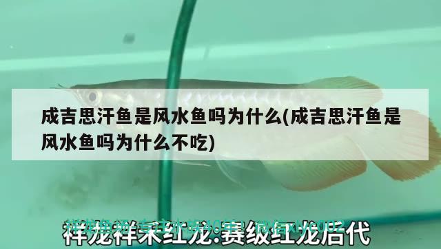 成吉思汗鱼是风水鱼吗为什么(成吉思汗鱼是风水鱼吗为什么不吃) 鱼缸风水