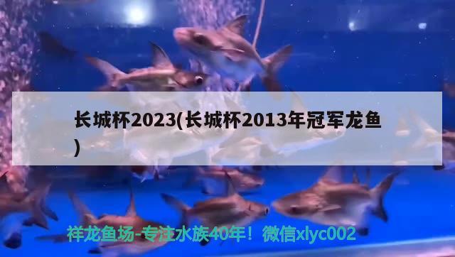长城杯2023(长城杯2013年冠军龙鱼)