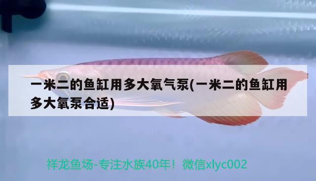 一米二的鱼缸用多大氧气泵(一米二的鱼缸用多大氧泵合适) 观赏虾蟹等饲料