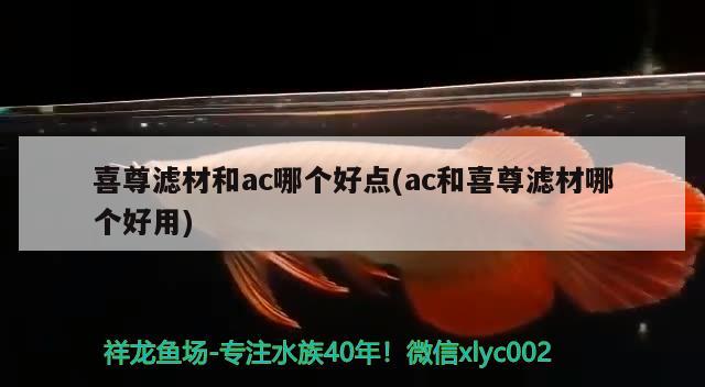 喜尊滤材和ac哪个好点(ac和喜尊滤材哪个好用)