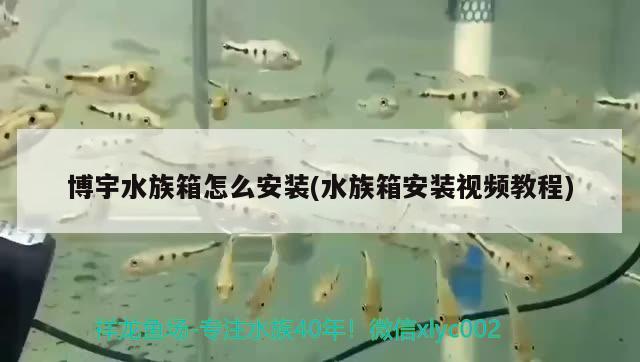 博宇水族箱怎么安装(水族箱安装视频教程) 鱼缸/水族箱