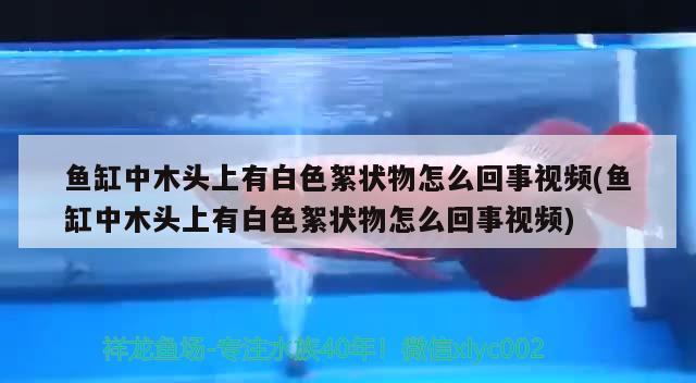 鱼缸中木头上有白色絮状物怎么回事视频(鱼缸中木头上有白色絮状物怎么回事视频)