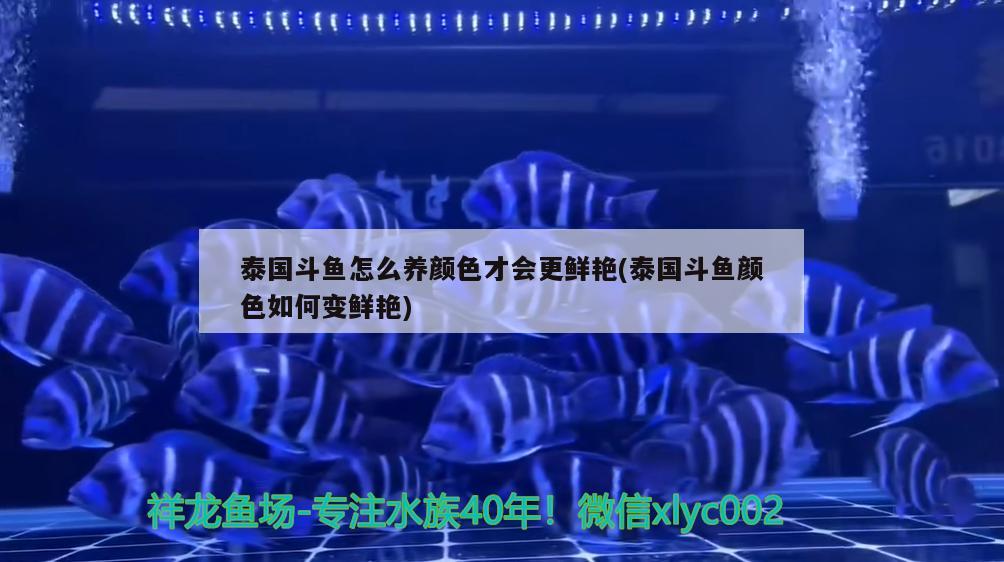 泰国斗鱼怎么养颜色才会更鲜艳(泰国斗鱼颜色如何变鲜艳) 泰国斗鱼