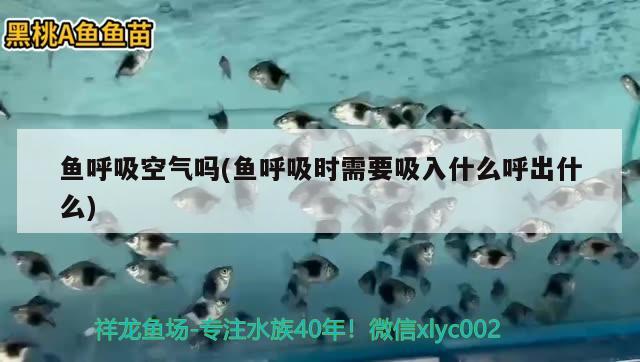 鱼呼吸空气吗(鱼呼吸时需要吸入什么呼出什么) 2024第28届中国国际宠物水族展览会CIPS（长城宠物展2024 CIPS） 第2张