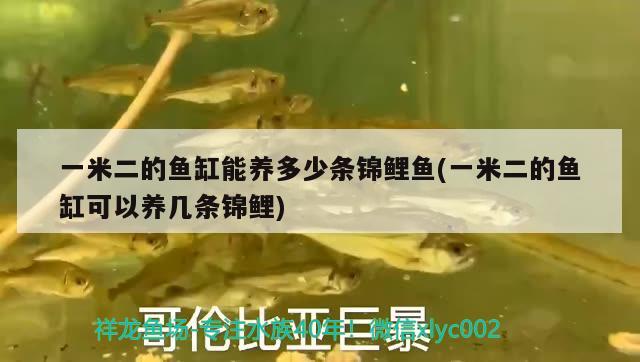 一米二的鱼缸能养多少条锦鲤鱼(一米二的鱼缸可以养几条锦鲤)
