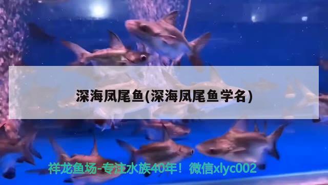 深海凤尾鱼(深海凤尾鱼学名) 观赏鱼 第2张