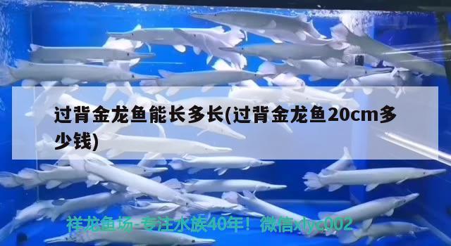 过背金龙鱼能长多长(过背金龙鱼20cm多少钱) 过背金龙鱼 第1张