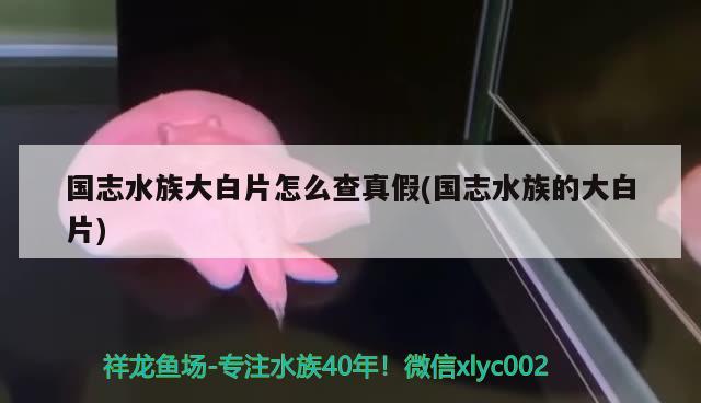 国志水族大白片怎么查真假(国志水族的大白片) 2024第28届中国国际宠物水族展览会CIPS（长城宠物展2024 CIPS）