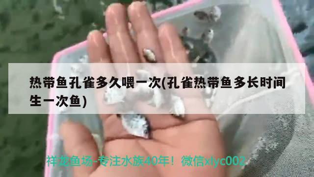 热带鱼孔雀多久喂一次(孔雀热带鱼多长时间生一次鱼) 观赏鱼