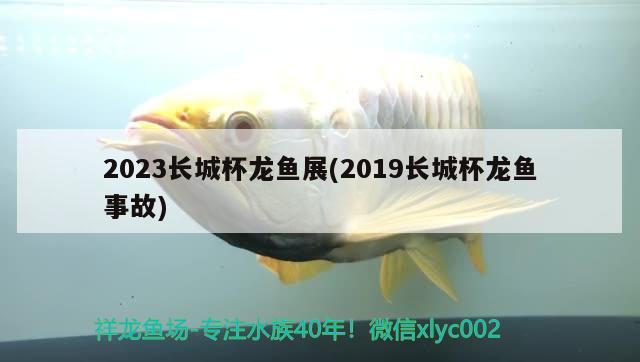 2023长城杯龙鱼展(2019长城杯龙鱼事故)