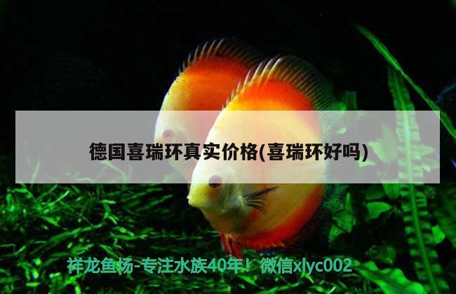 德国喜瑞环真实价格(喜瑞环好吗) 2024第28届中国国际宠物水族展览会CIPS（长城宠物展2024 CIPS）
