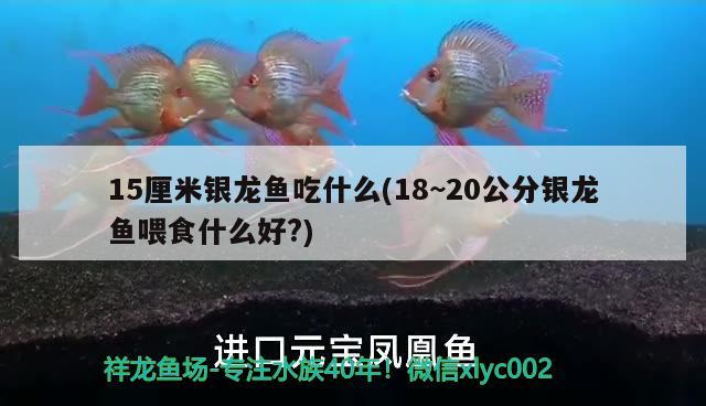 15厘米银龙鱼吃什么(18~20公分银龙鱼喂食什么好?)