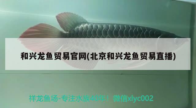 和兴龙鱼贸易官网(北京和兴龙鱼贸易直播) 和兴红龙