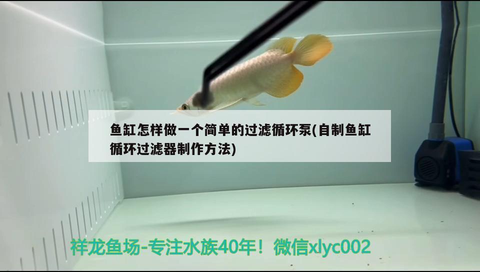 鱼缸怎样做一个简单的过滤循环泵(自制鱼缸循环过滤器制作方法) 大湖红龙鱼