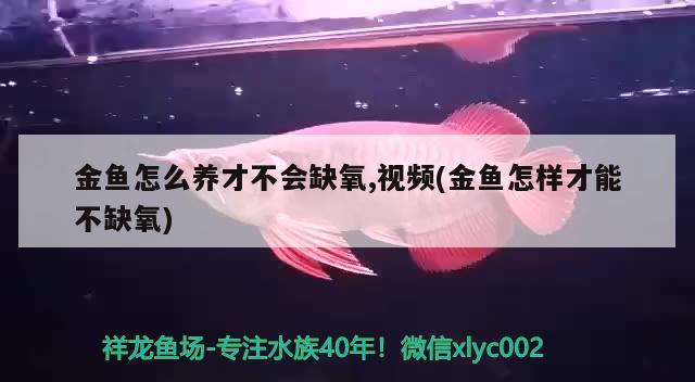 金鱼怎么养才不会缺氧,视频(金鱼怎样才能不缺氧) 观赏鱼