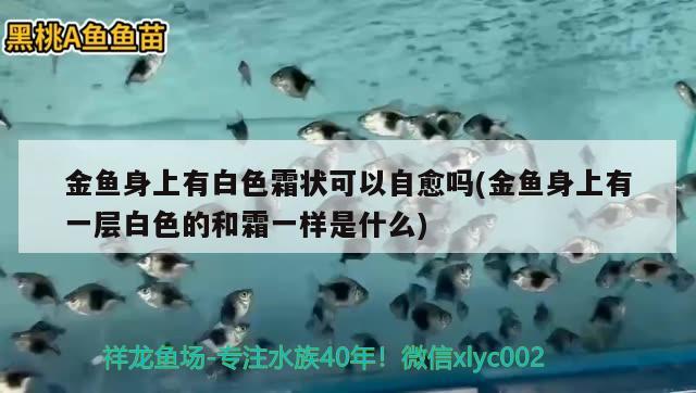 金鱼身上有白色霜状可以自愈吗(金鱼身上有一层白色的和霜一样是什么) 观赏鱼