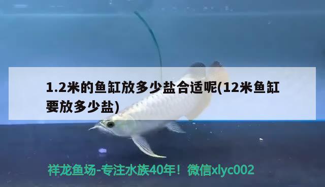 1.2米的鱼缸放多少盐合适呢(12米鱼缸要放多少盐) 黄金斑马鱼