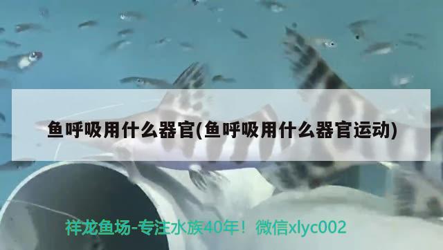 鱼呼吸用什么器官(鱼呼吸用什么器官运动) 2024第28届中国国际宠物水族展览会CIPS（长城宠物展2024 CIPS）