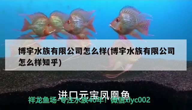 博宇水族有限公司怎么样(博宇水族有限公司怎么样知乎)