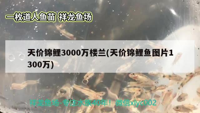 天价锦鲤3000万楼兰(天价锦鲤鱼图片1300万)