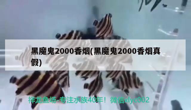 黑魔鬼2000香烟(黑魔鬼2000香烟真假) 观赏鱼