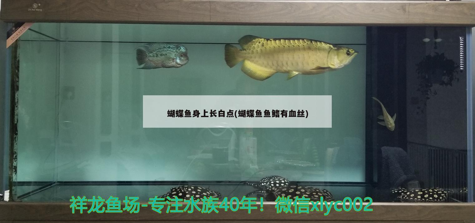 蝴蝶鱼身上长白点(蝴蝶鱼鱼鳍有血丝)