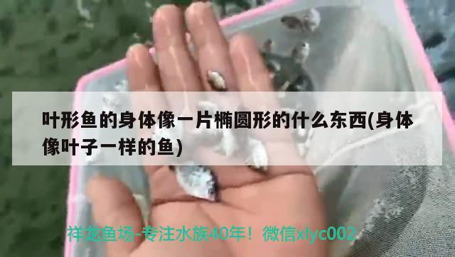 叶形鱼的身体像一片椭圆形的什么东西(身体像叶子一样的鱼)