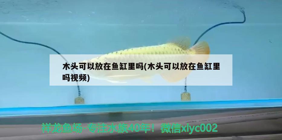 木头可以放在鱼缸里吗(木头可以放在鱼缸里吗视频) 广州观赏鱼批发市场