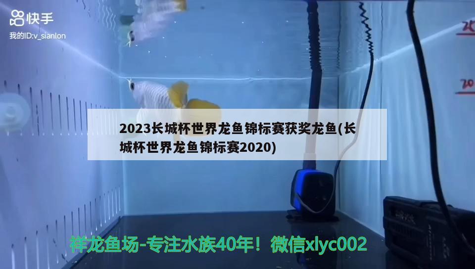 2023长城杯世界龙鱼锦标赛获奖龙鱼(长城杯世界龙鱼锦标赛2020)