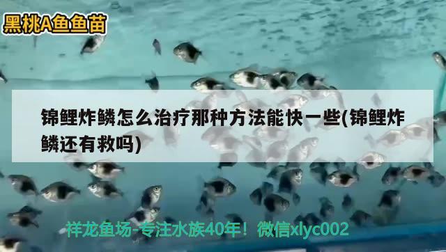 锦鲤炸鳞怎么治疗那种方法能快一些(锦鲤炸鳞还有救吗) 观赏鱼