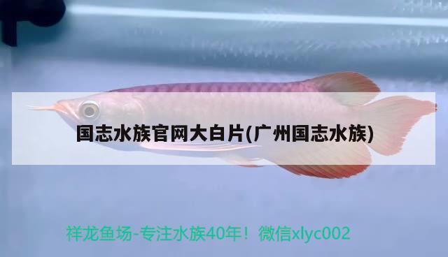 国志水族官网大白片(广州国志水族) 2024第28届中国国际宠物水族展览会CIPS（长城宠物展2024 CIPS）