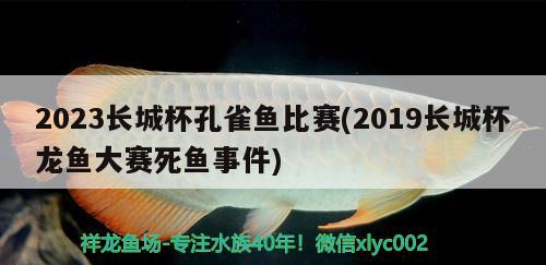 2023长城杯孔雀鱼比赛(2019长城杯龙鱼大赛死鱼事件)