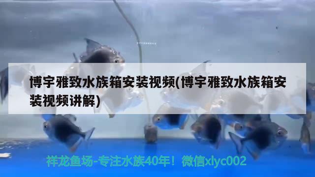 博宇雅致水族箱安装视频(博宇雅致水族箱安装视频讲解)