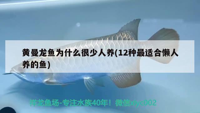 黄曼龙鱼为什么很少人养(12种最适合懒人养的鱼)