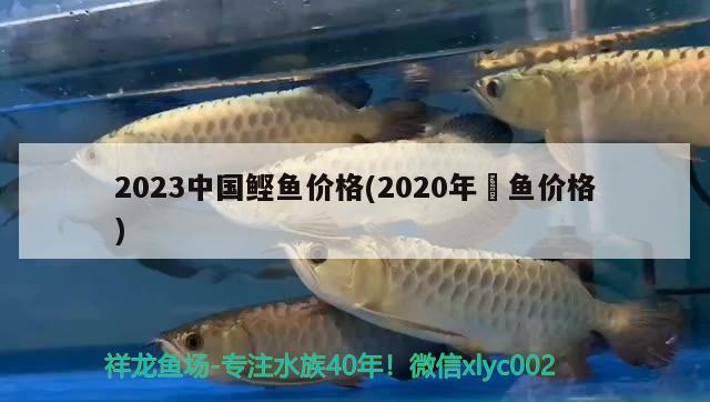 2023中国鲣鱼价格(2020年鳡鱼价格)