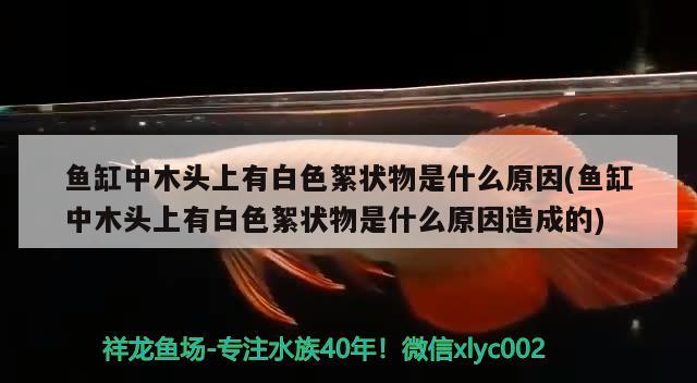 鱼缸中木头上有白色絮状物是什么原因(鱼缸中木头上有白色絮状物是什么原因造成的) 马拉莫宝石鱼