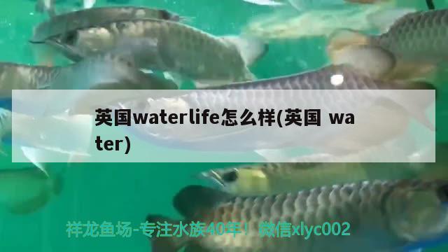 英国waterlife怎么样(英国water) 2024第28届中国国际宠物水族展览会CIPS（长城宠物展2024 CIPS）