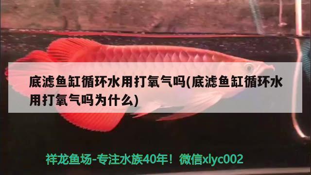 底滤鱼缸循环水用打氧气吗(底滤鱼缸循环水用打氧气吗为什么)