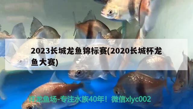 2023长城龙鱼锦标赛(2020长城杯龙鱼大赛)