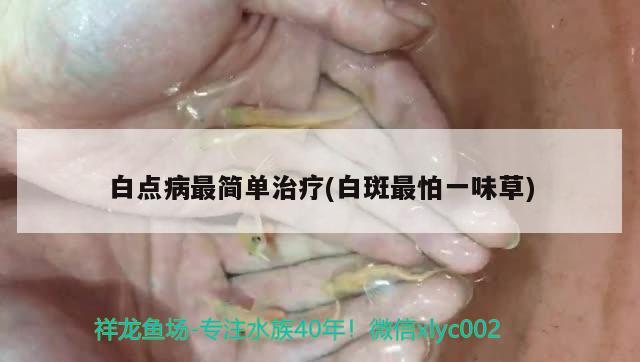 白点病最简单治疗(白斑最怕一味草)