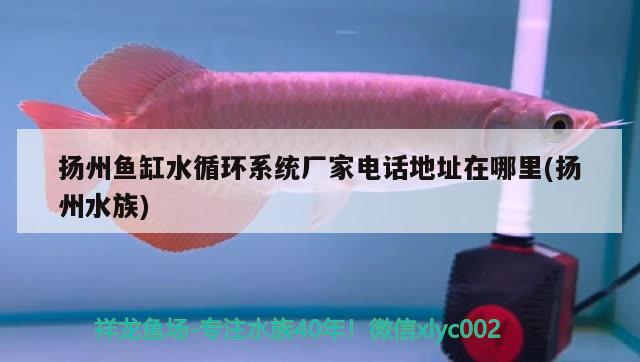 扬州鱼缸水循环系统厂家电话地址在哪里(扬州水族) 苏虎苗（苏门答腊虎鱼苗）
