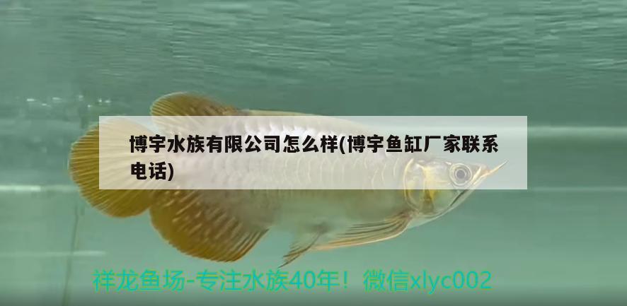 博宇水族有限公司怎么样(博宇鱼缸厂家联系电话)