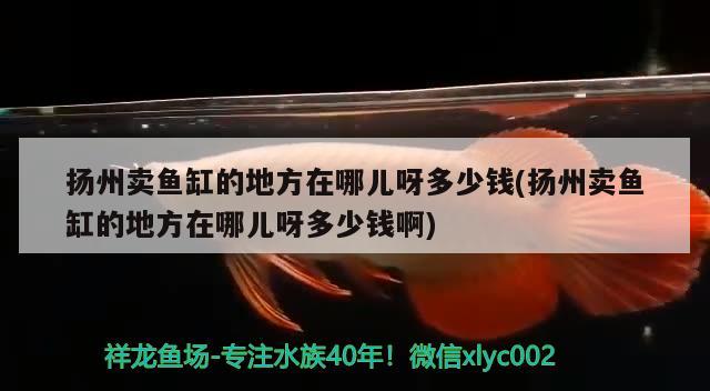 扬州卖鱼缸的地方在哪儿呀多少钱(扬州卖鱼缸的地方在哪儿呀多少钱啊)