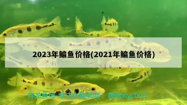 2023年鳊鱼价格(2021年鳊鱼价格)