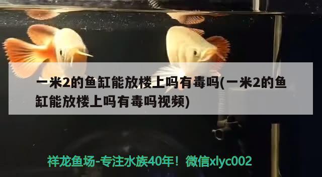 一米2的鱼缸能放楼上吗有毒吗(一米2的鱼缸能放楼上吗有毒吗视频)