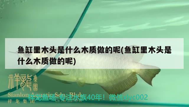 鱼缸里木头是什么木质做的呢(鱼缸里木头是什么木质做的呢) 伊巴卡鱼