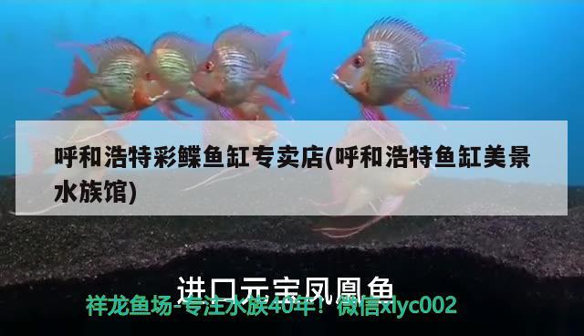 呼和浩特彩鲽鱼缸专卖店(呼和浩特鱼缸美景水族馆) 彩鲽鱼缸（彩蝶鱼缸）