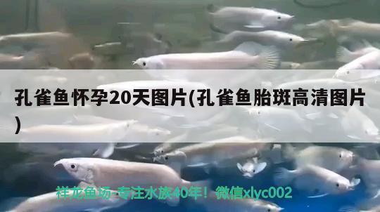 孔雀鱼怀孕20天图片(孔雀鱼胎斑高清图片) 观赏鱼